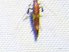 Caloptilia bimaculatella