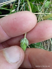 Taraxacum zealandicum