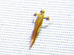 Caloptilia packardella