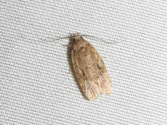 Agonopterix curvilineella