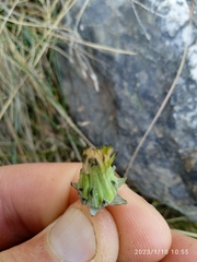 Taraxacum zealandicum