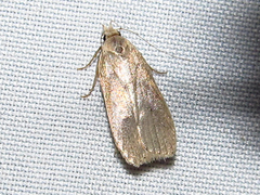 Psilocorsis reflexella