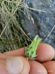 Taraxacum zealandicum