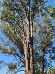 Eucalyptus umbra