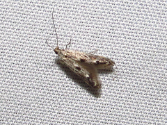 Blastodacna atra