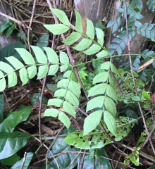 Mimosa hondurana