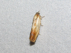 Eucosma umbrastriana