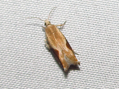 Pseudexentera costomaculana