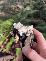 Marasmiellus candidus