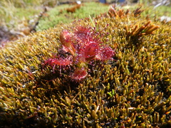 Drosera stenopetala