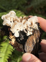 Marasmiellus candidus