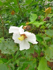 Hibiscus makinoi