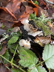 Marasmiellus candidus