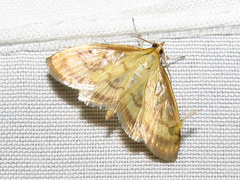 Crocidophora tuberculalis