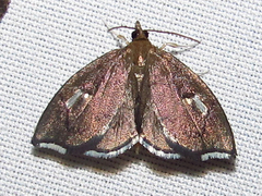 Perispasta caeculalis