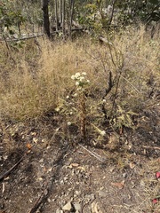 Pseudognaphalium chartaceum