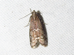 Euzophera semifuneralis