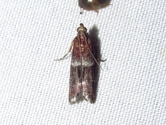 Moodna ostrinella
