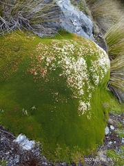Dracophyllum muscoides