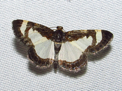 Heliomata cycladata