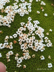 Dracophyllum muscoides