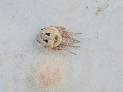 Araneus strandiellus