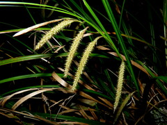 Carex forsteri