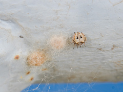 Araneus strandiellus