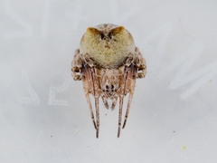 Araneus strandiellus