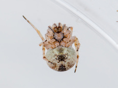 Araneus strandiellus