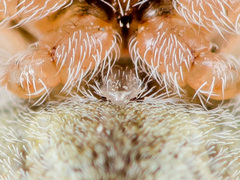 Araneus strandiellus