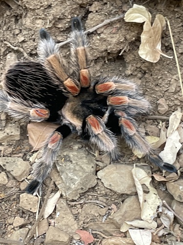Mexican Orange Beauty Tarantula