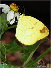 Eurema blanda arsakia