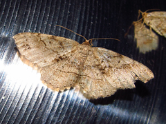Melanolophia signataria