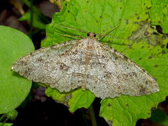 Melanolophia signataria
