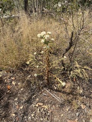 Pseudognaphalium chartaceum