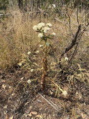 Pseudognaphalium chartaceum