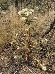 Pseudognaphalium chartaceum