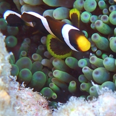 Amphiprion akindynos