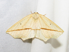 Tetracis crocallata