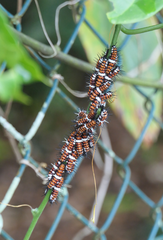 Cethosia penthesilea