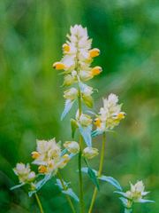 Rhinanthus serotinus aestivalis