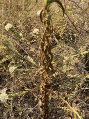 Pseudognaphalium chartaceum