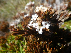 Dracophyllum prostratum