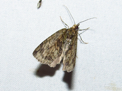 Hydriomena perfracta