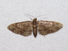 Eupithecia columbiata
