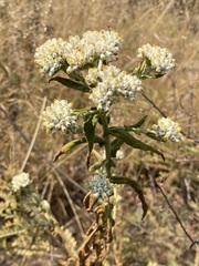 Pseudognaphalium chartaceum