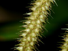 Carex forsteri