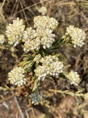 Pseudognaphalium chartaceum