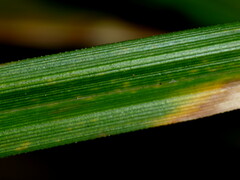 Carex forsteri